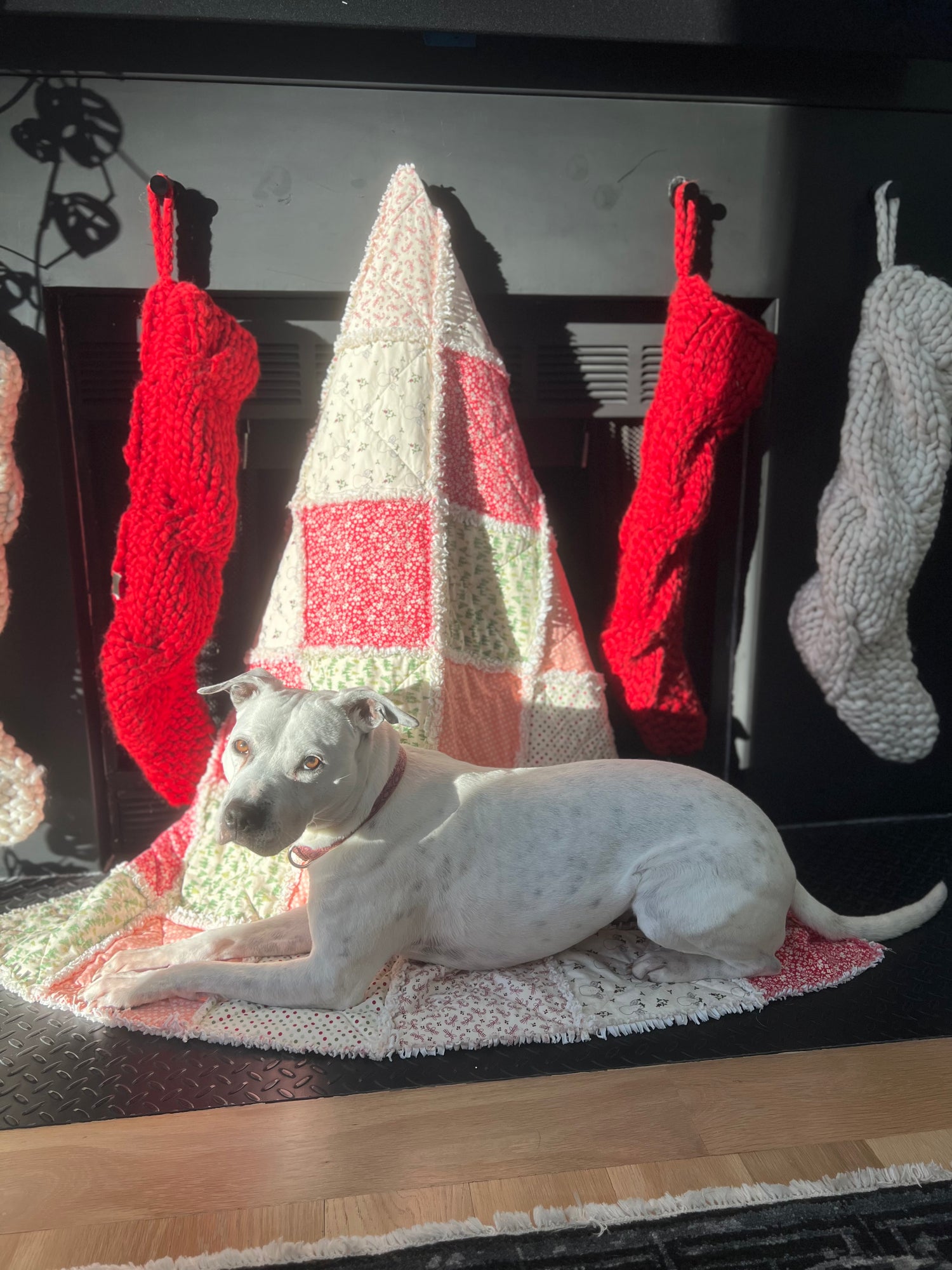 White dog sitting on red and white holiday rag quilt infront of fireplace with red and white stocking hung.